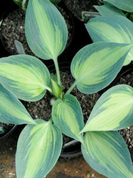 Hosta grand marquee